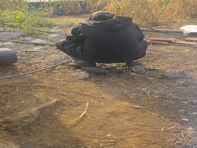 劳累的养殖场生活 闲暇之余在狗舍边做爱放松 趴墙后入像母狗一样呻吟 内射滚烫的精液[MP4/1.21G] 